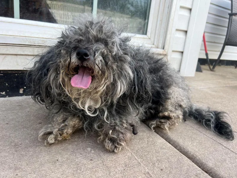 An adult small-sized male Miniature Schnauzer dog named Matt for adoption in Barrington, IL
