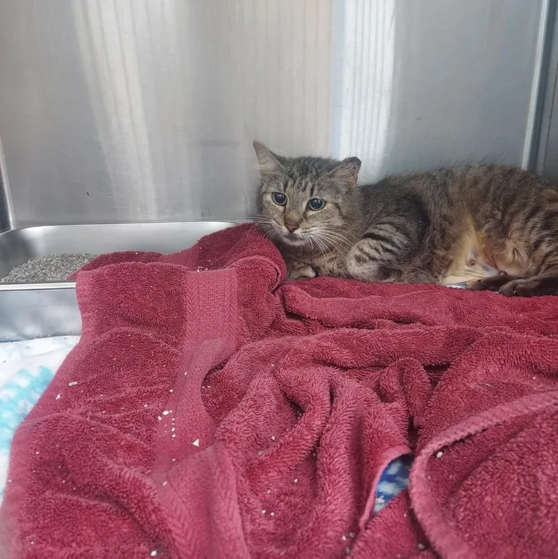 An adult small-sized female Domestic Long Hair cat named Titos for adoption in Hartsville, SC