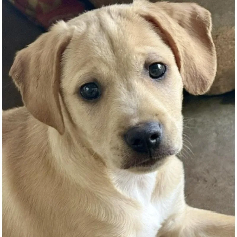 A baby small-sized male Terrier dog named Dogwood for adoption in Norwalk, CT