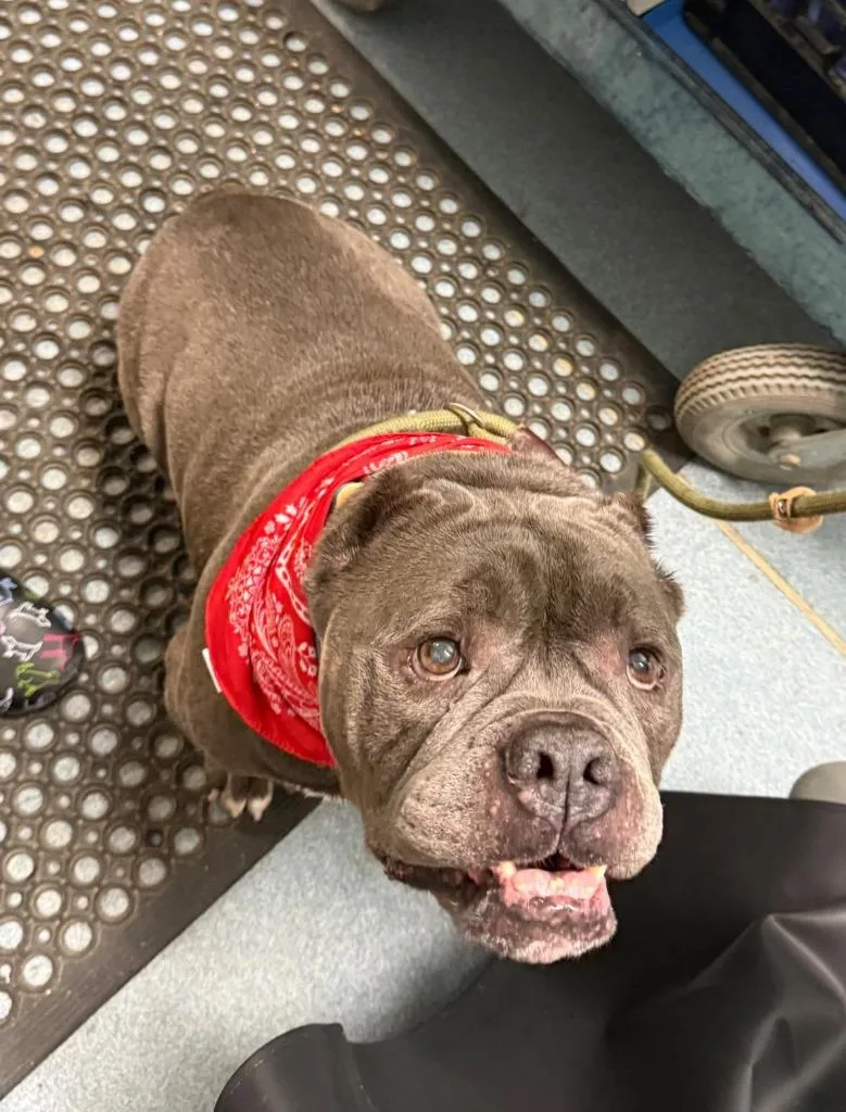 A senior large-sized male Gray / Blue / Silver American Bully dog named Biggie Smalls for adoption in Berryville, VA