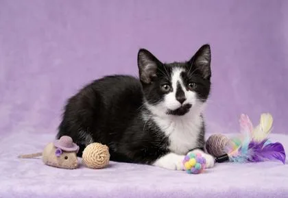A baby small-sized female Domestic Short Hair cat named Skelly for adoption in Cumming, GA