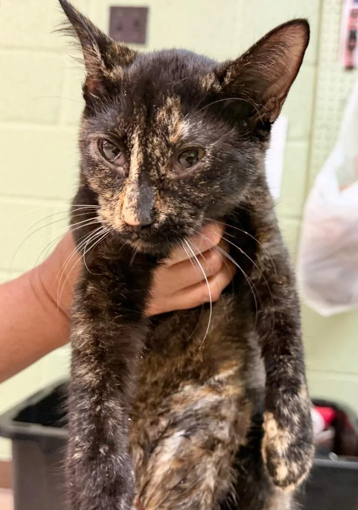 A baby medium-sized female Domestic Short Hair cat named Shasta for adoption in Burnsville, NC