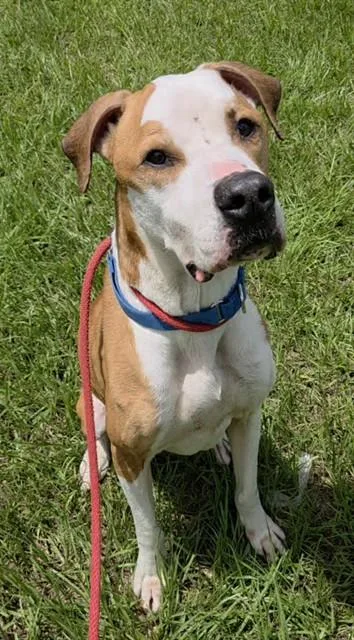 A senior large-sized male Pit Bull Terrier dog named Oliver for adoption in Fort Lauderdale, FL