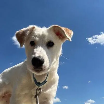 An adult medium-sized female White / Cream Terrier dog named Maya for adoption in Novelty, OH