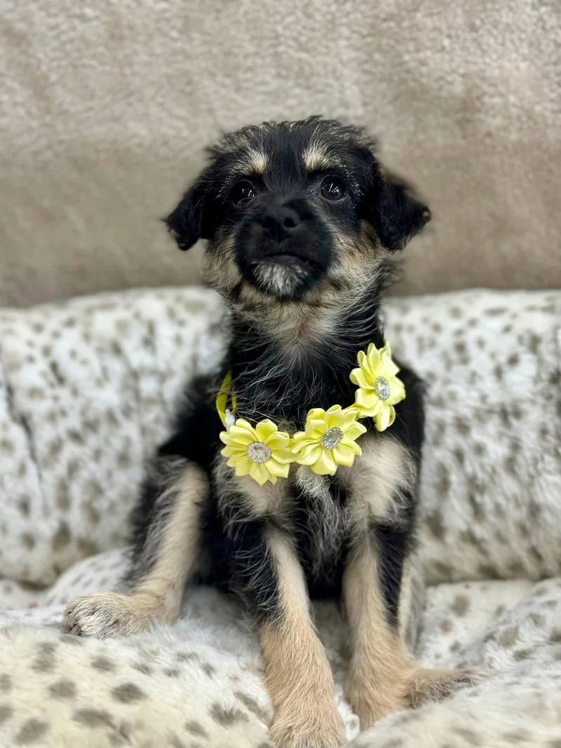 A baby small-sized female Schnauzer dog named Clue: Candlestick for adoption in Palo Alto, CA
