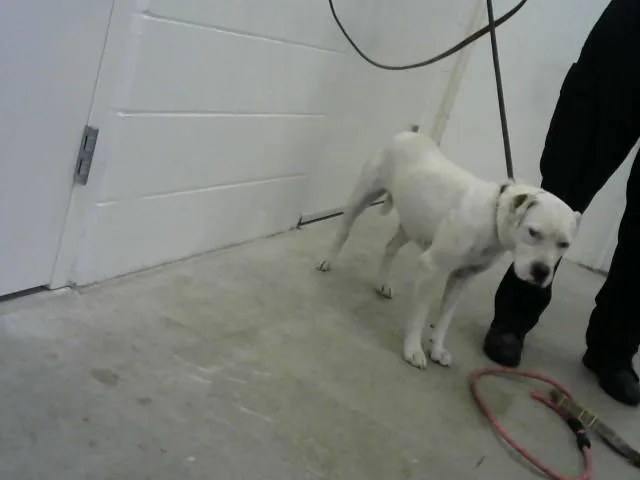 A young large-sized female Pit Bull Terrier dog named Thumbelina for adoption in Toledo, OH