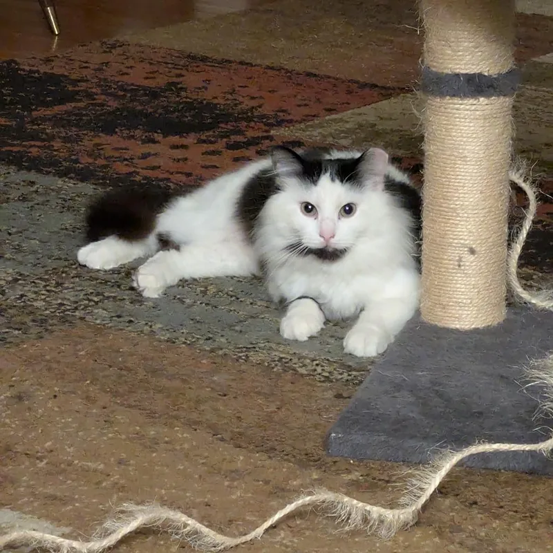 Felicity thumbnail 2