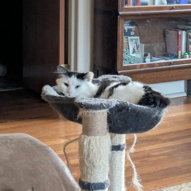 Felicity thumbnail 3