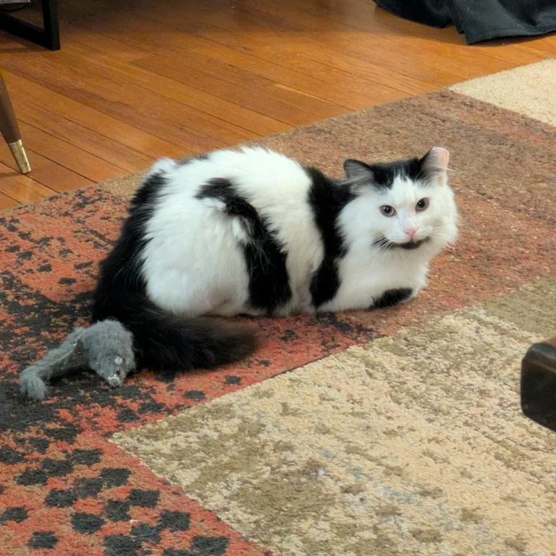 Felicity thumbnail 4