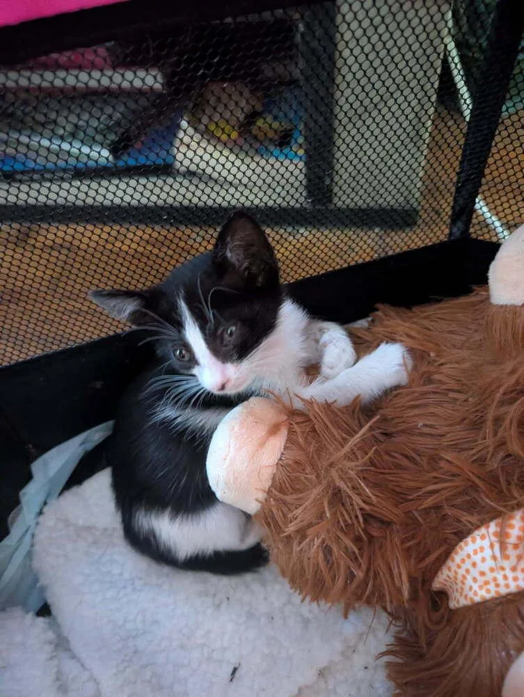 A baby small-sized female Black & White / Tuxedo Domestic Short Hair cat named Frida Kahlo for adoption in Dallas, TX