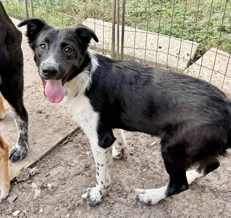 A baby medium-sized male White / Cream Australian Cattle Dog / Blue Heeler dog named Goat for adoption in Austin, TX