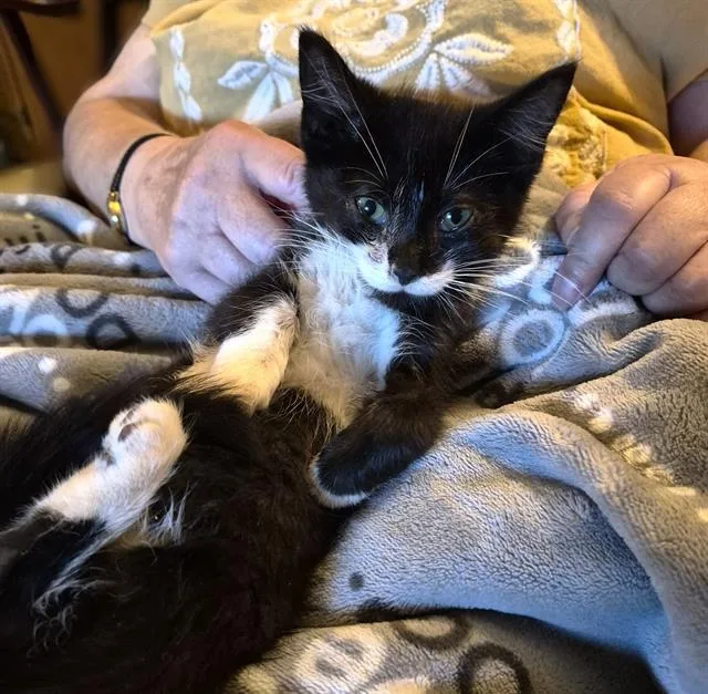 A baby small-sized male Domestic Short Hair cat named Sweetie Pie for adoption in Sacramento, CA