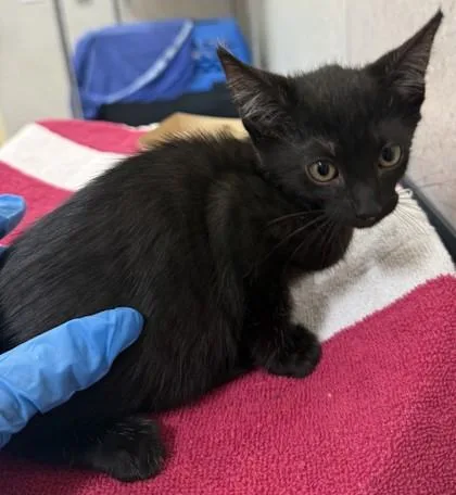 A baby small-sized female Domestic Short Hair cat named Kisses for adoption in Honolulu, HI