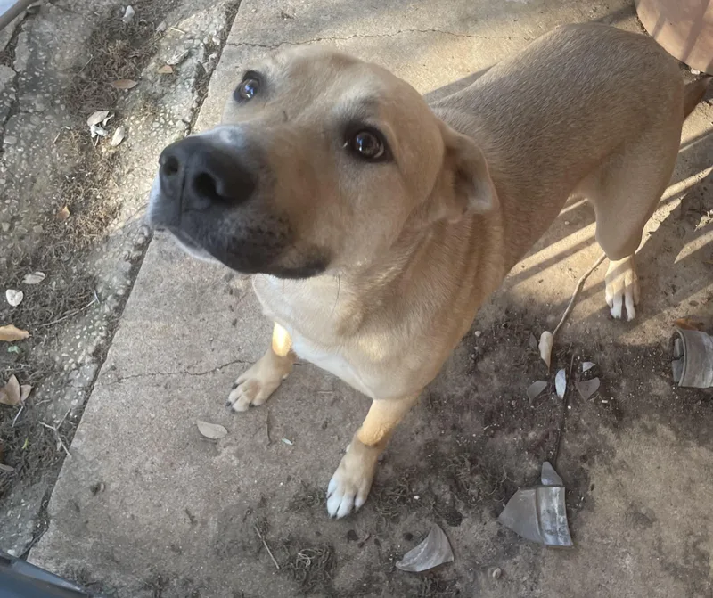 A young medium-sized male German Shepherd Dog dog named Walden for adoption in Denison, TX