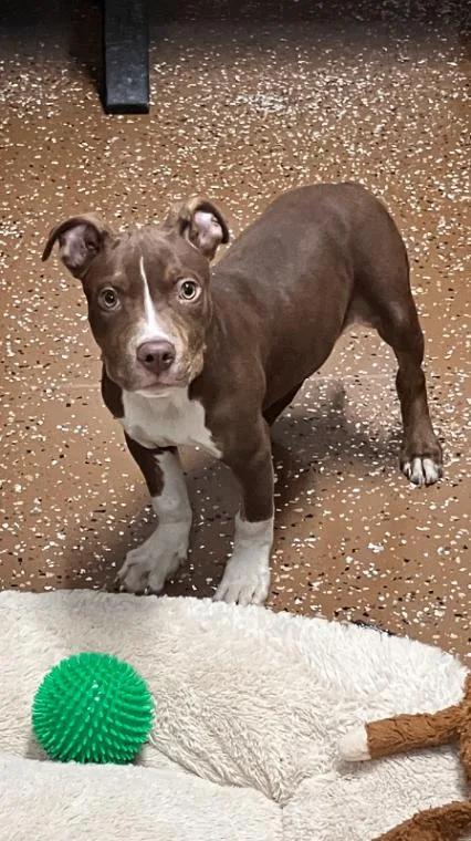 A young large-sized male Brown / Chocolate Pit Bull Terrier dog named Jabarkus for adoption in Jackson, TN