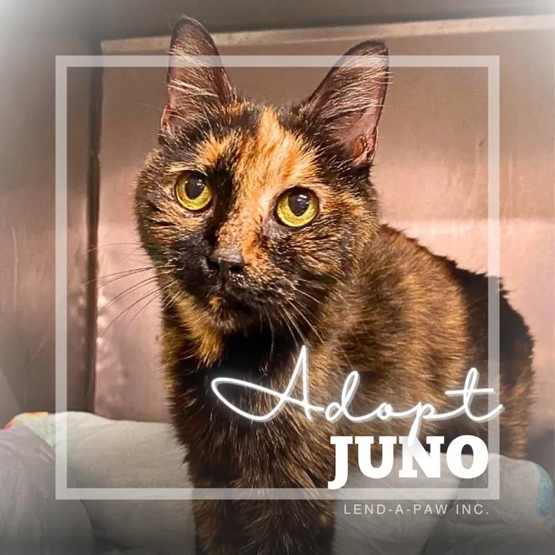 Juno thumbnail 2