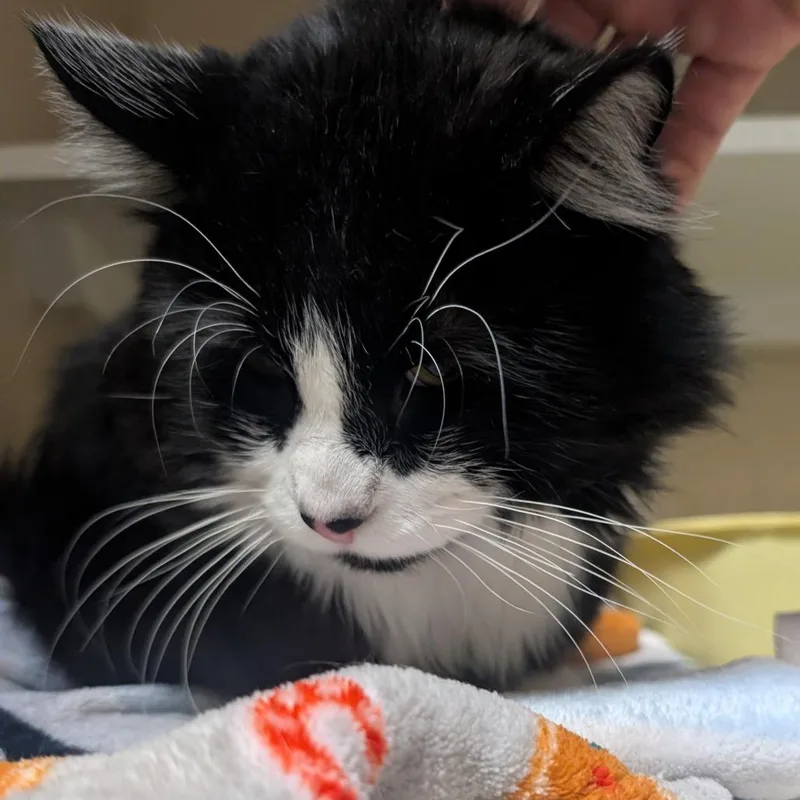 Chichimocho thumbnail 2