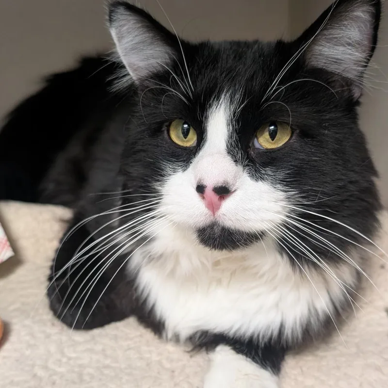 Chichimocho thumbnail 3