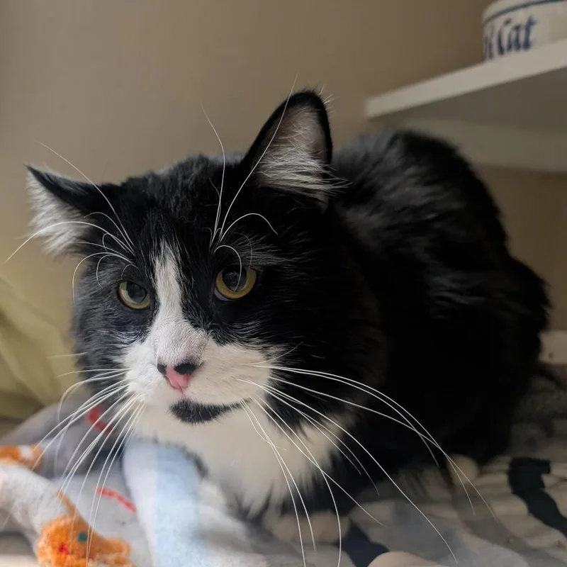 Chichimocho thumbnail 6