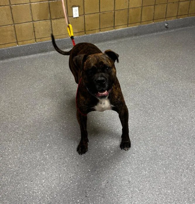A young large-sized male Boxer dog named Georgie for adoption in Greenfield, IN