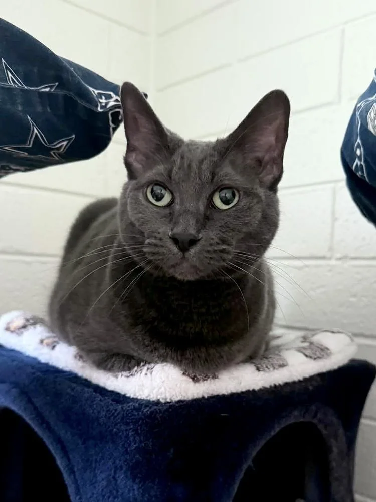 Peregrine thumbnail 2