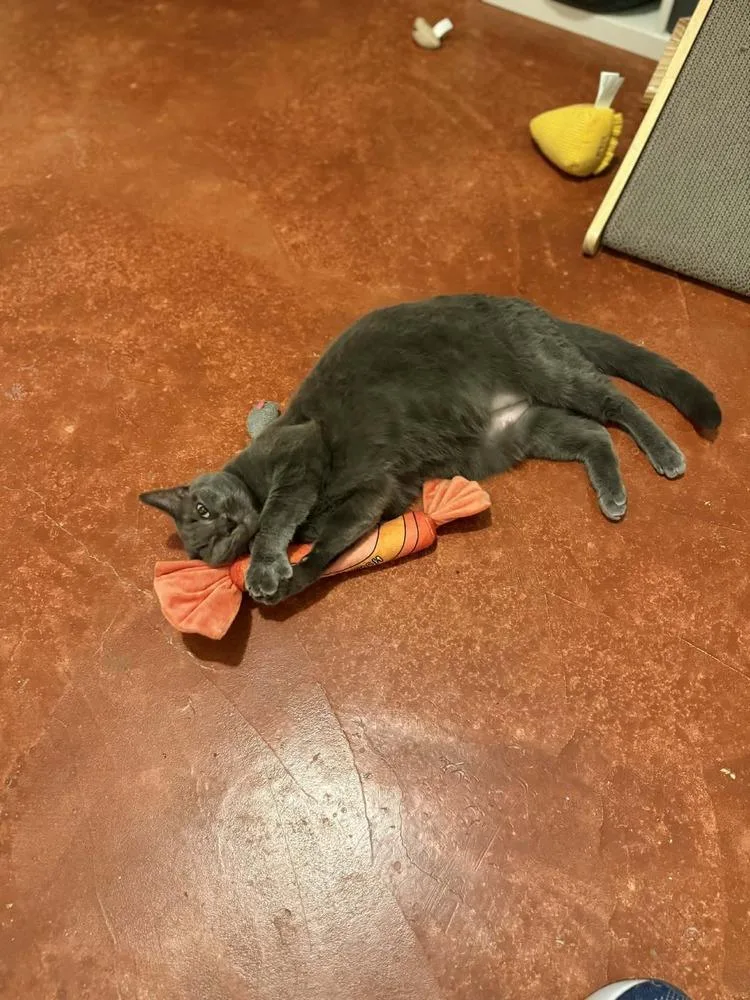 Peregrine thumbnail 3