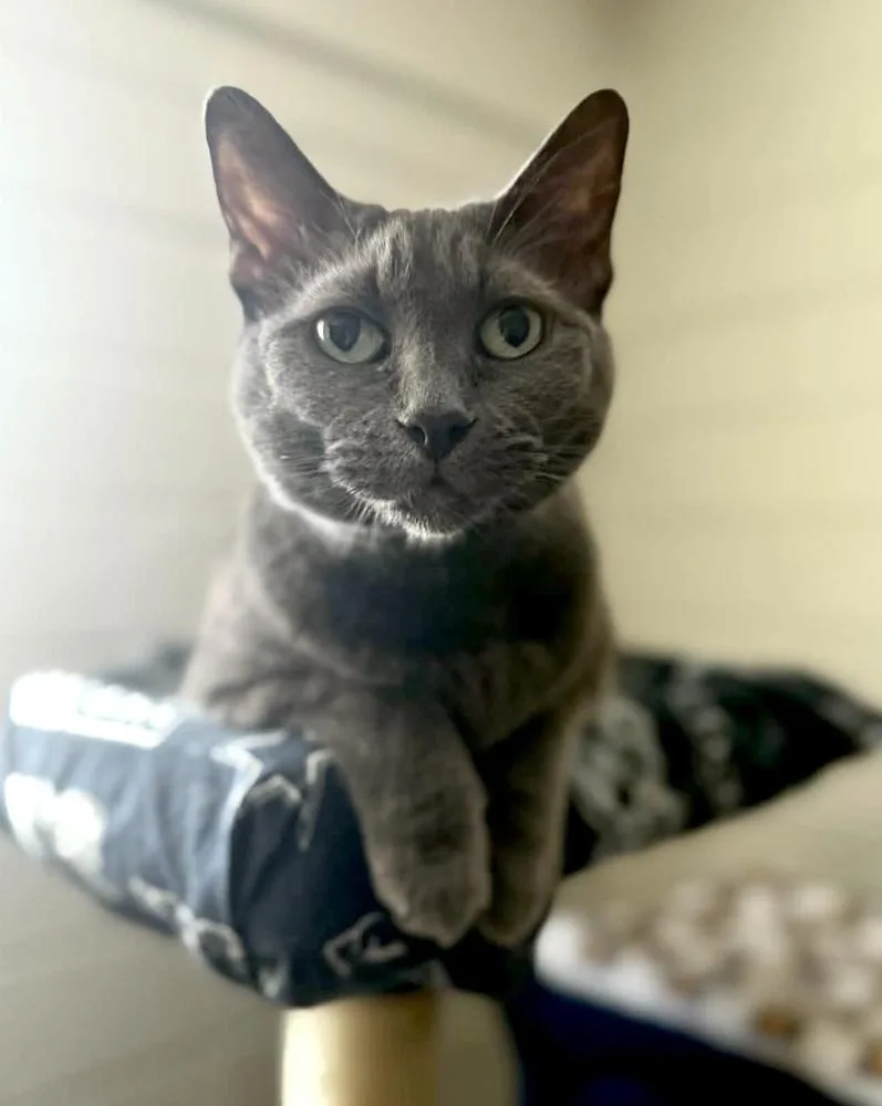 Peregrine thumbnail 4