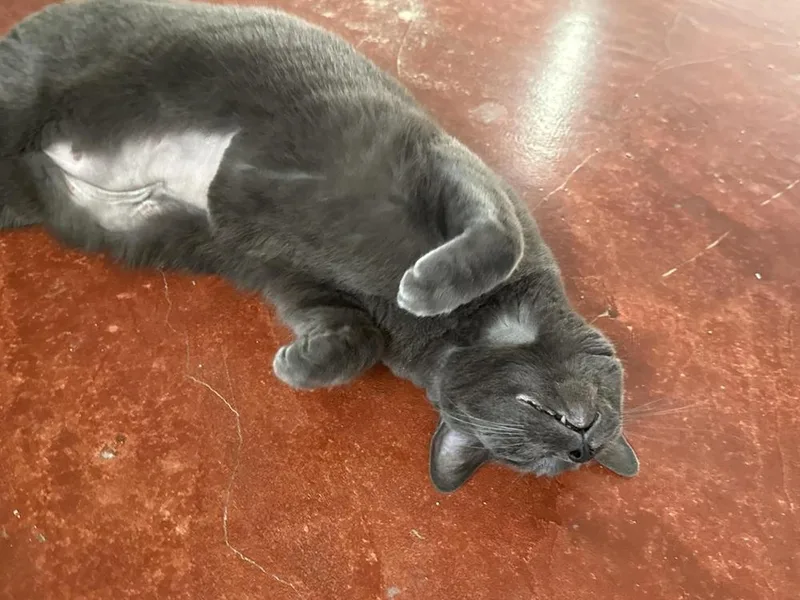 Peregrine thumbnail 5