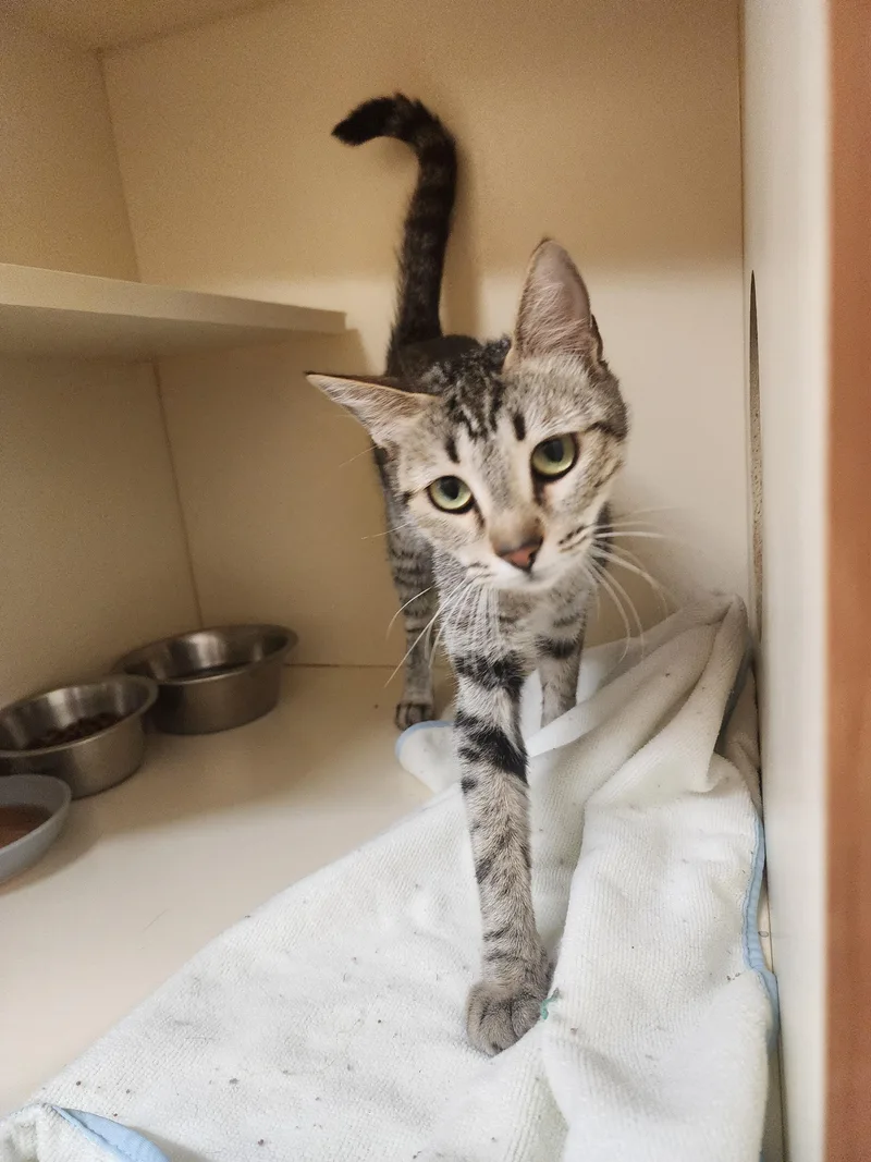 A young medium-sized female Domestic Short Hair cat named 26-22 for adoption in Ridgecrest, CA