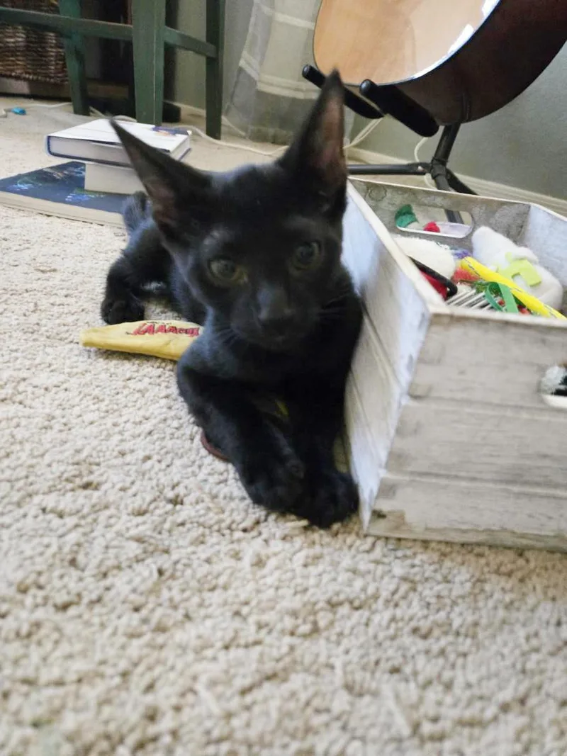 A baby small-sized male Black Domestic Short Hair cat named Cetus Nightsky for adoption in Chandler, AZ