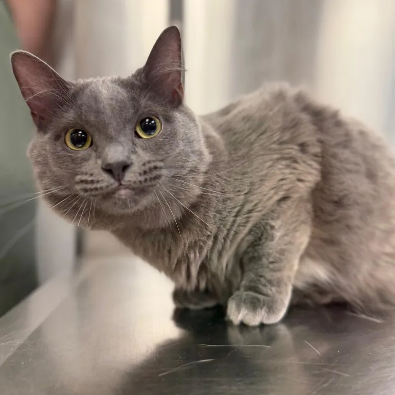 A young medium-sized female Gray / Blue / Silver Domestic Medium Hair cat named Blue for adoption in Sarasota, FL