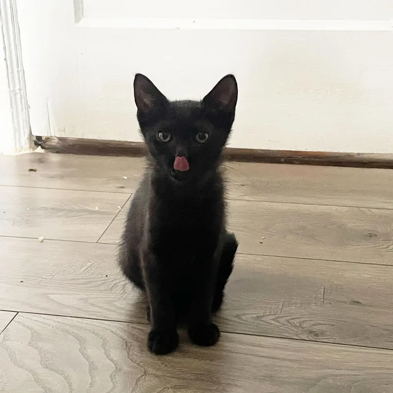 A baby medium-sized female Black Domestic Short Hair cat named Rudder for adoption in BROOKLYN, NY