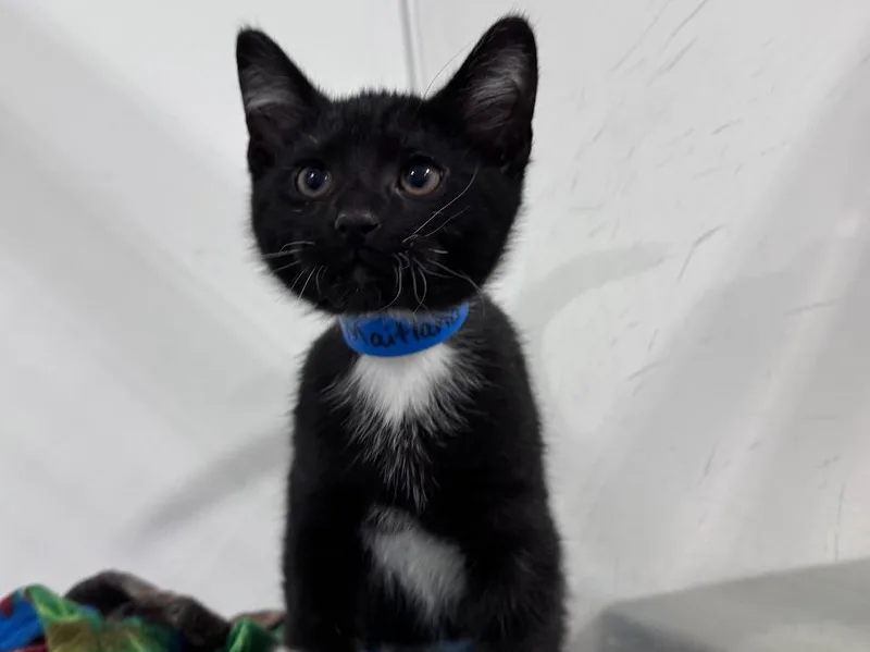 A baby small-sized male Domestic Short Hair cat named Adam Maitland for adoption in Powell, OH