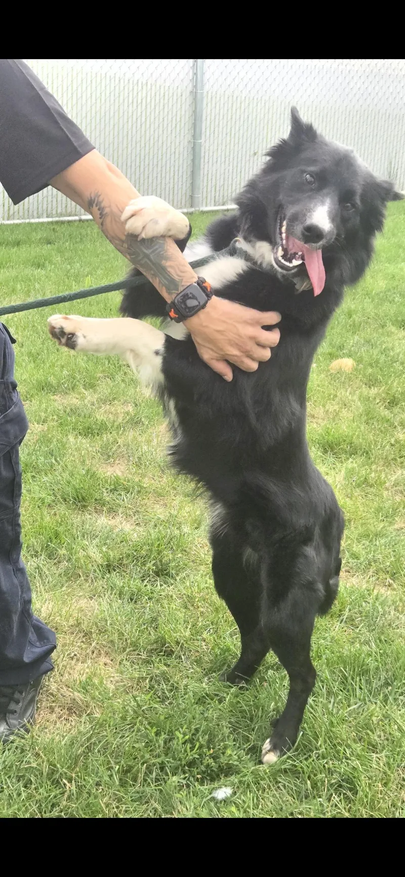 A young medium-sized male Black Border Collie dog named Bratwurst for adoption in Joliet, IL