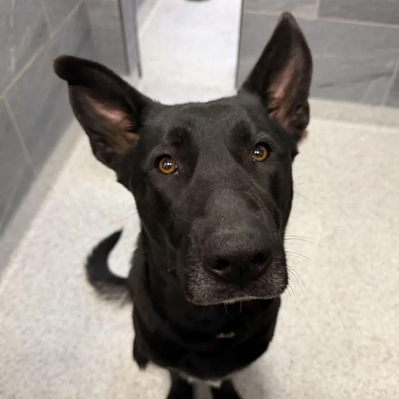 A baby large-sized female Black Mixed Breed dog named Blossom for adoption in Cooperstown, NY
