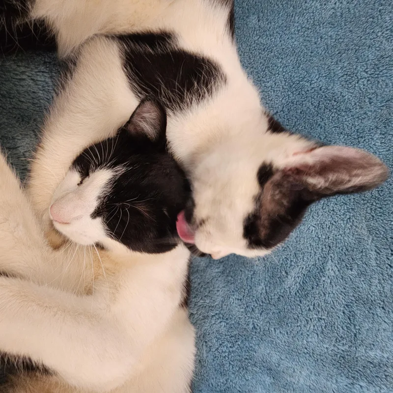 An adult medium-sized male Black & White / Tuxedo Domestic Short Hair cat named Moomin for adoption in Coffeyville, KS