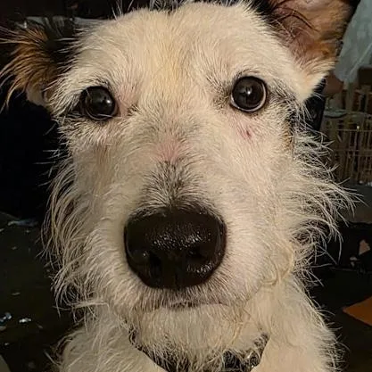 An adult medium-sized male Wirehaired Terrier dog named Max for adoption in Toledo, OH