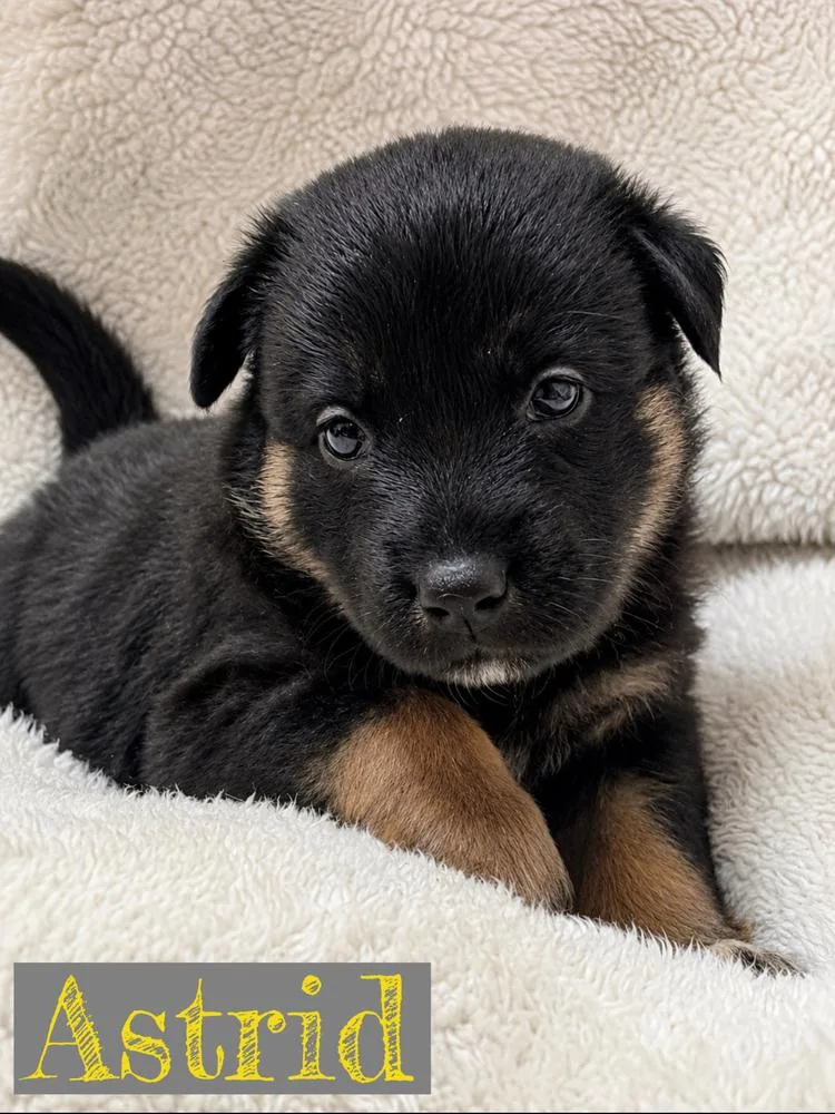 A baby large-sized female Black German Shepherd Dog dog named Astrid for adoption in Pleasant Hill, CA