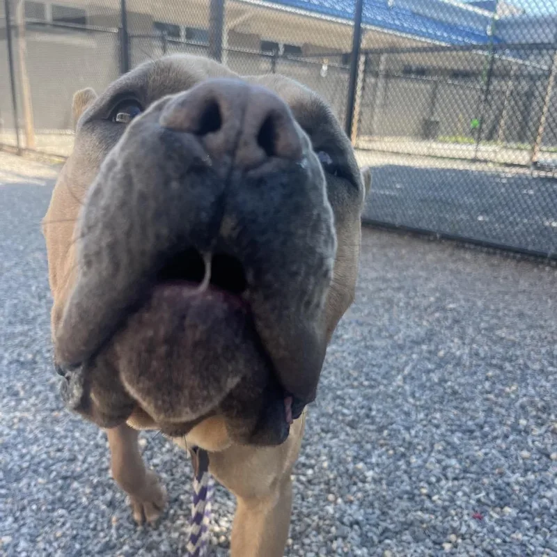 An adult extra large-sized male Yellow / Tan / Blond / Fawn Mastiff dog named Ford Ranger for adoption in York, PA