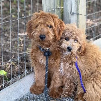 A baby small-sized female Red / Chestnut / Orange Goldendoodle dog named Virginia for adoption in Phoenixville, PA