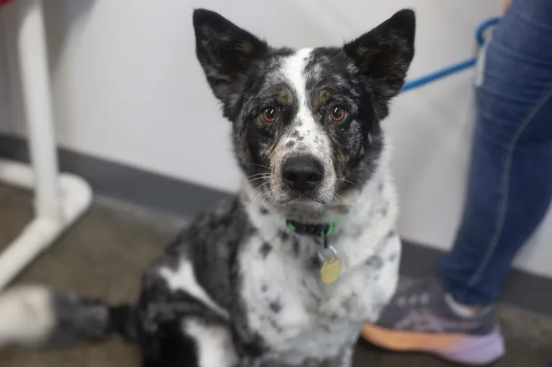 An adult medium-sized female Australian Shepherd dog named Gracy for adoption in Mountain Home, AR