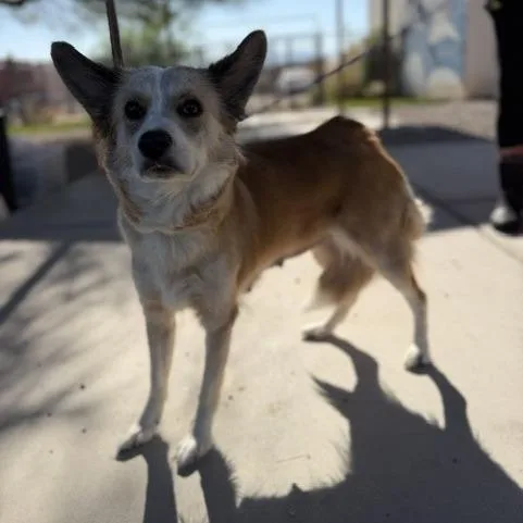 Ms. Fiona Foxington