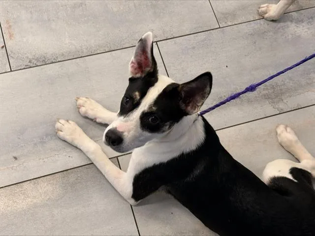 A young medium-sized female Mixed Breed dog named Poppy for adoption in Charlotte, NC
