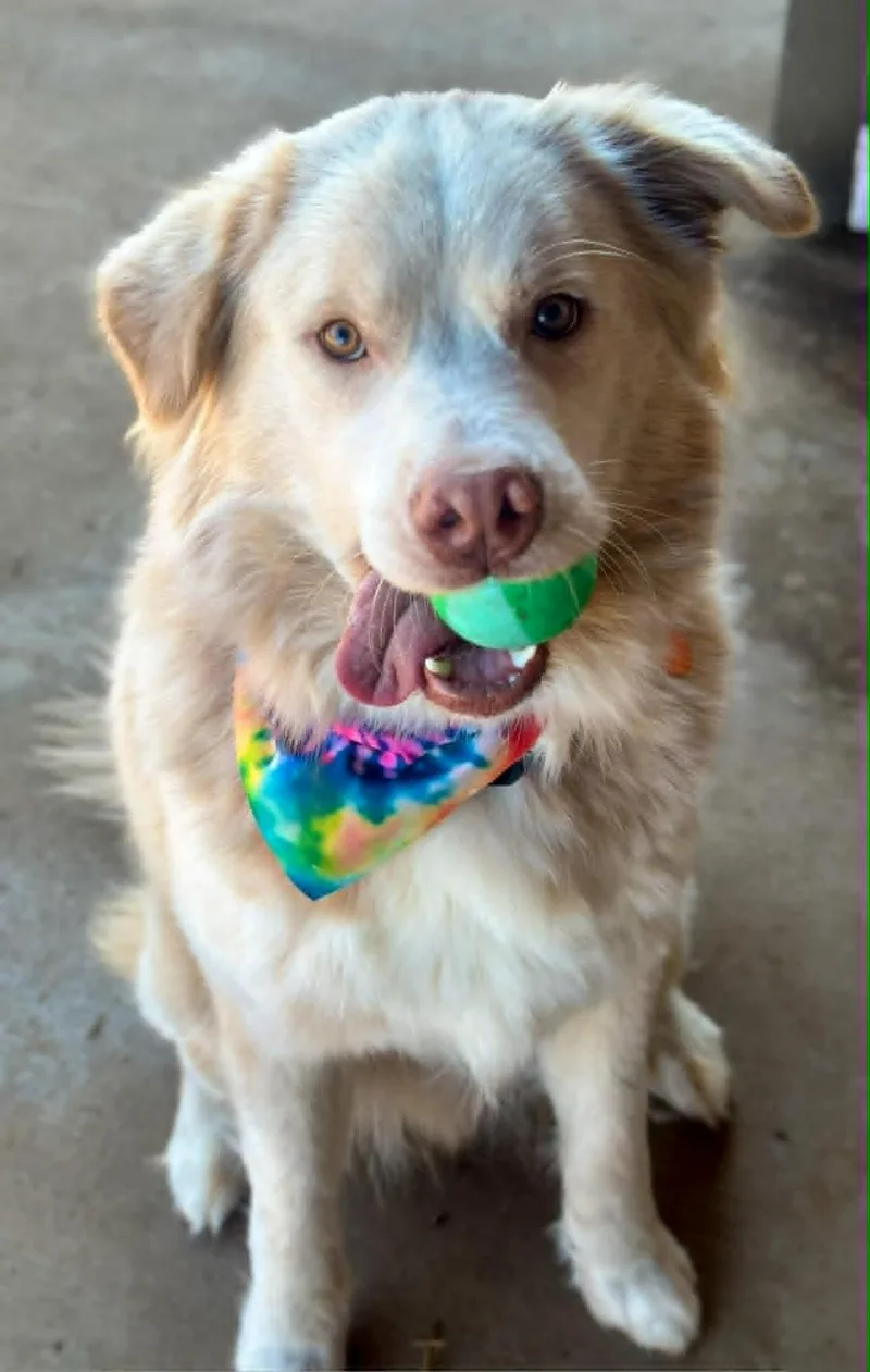 Valentino thumbnail 2