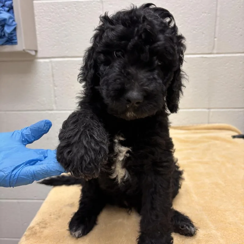 A baby small-sized male Mixed Breed dog named Pupito for adoption in Murray, UT