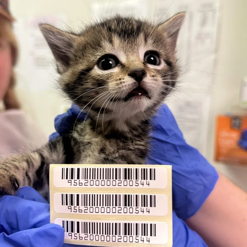 A baby small-sized female Brown / Chocolate Domestic Medium Hair cat named Champagne Supernova for adoption in Charleston, WV