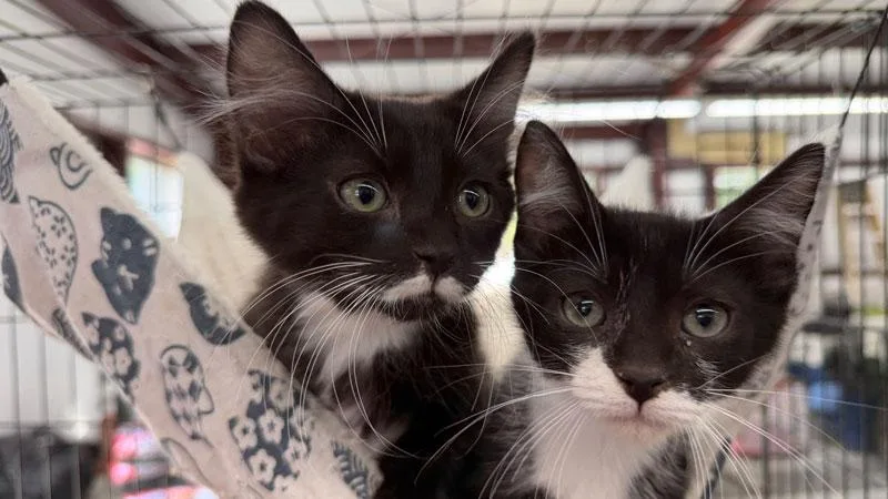 A baby medium-sized male Tuxedo cat named Domino for adoption in Horseshoe Bend, AR