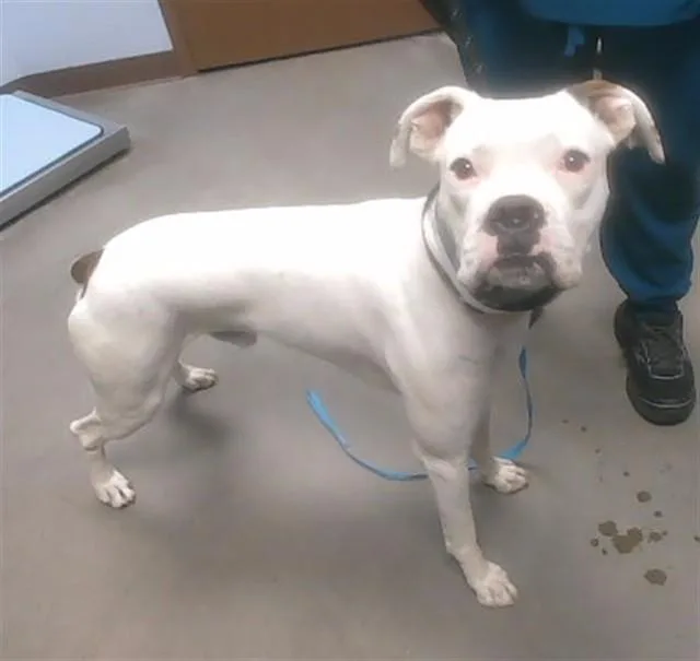 A young large-sized male Boxer dog named Fettucine for adoption in Phoenix, AZ