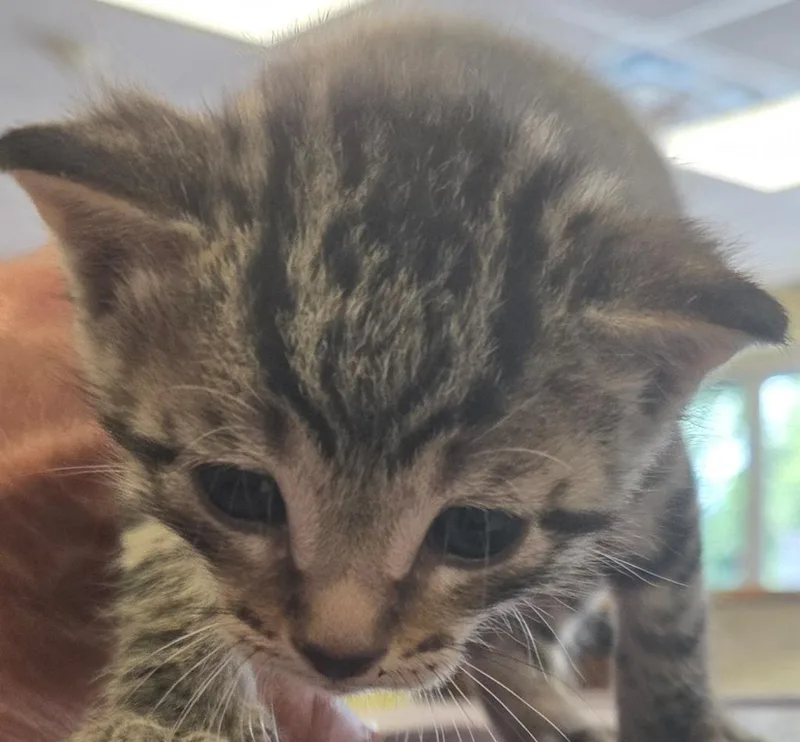 A baby small-sized female Domestic Short Hair cat named Toothless for adoption in Olean, NY