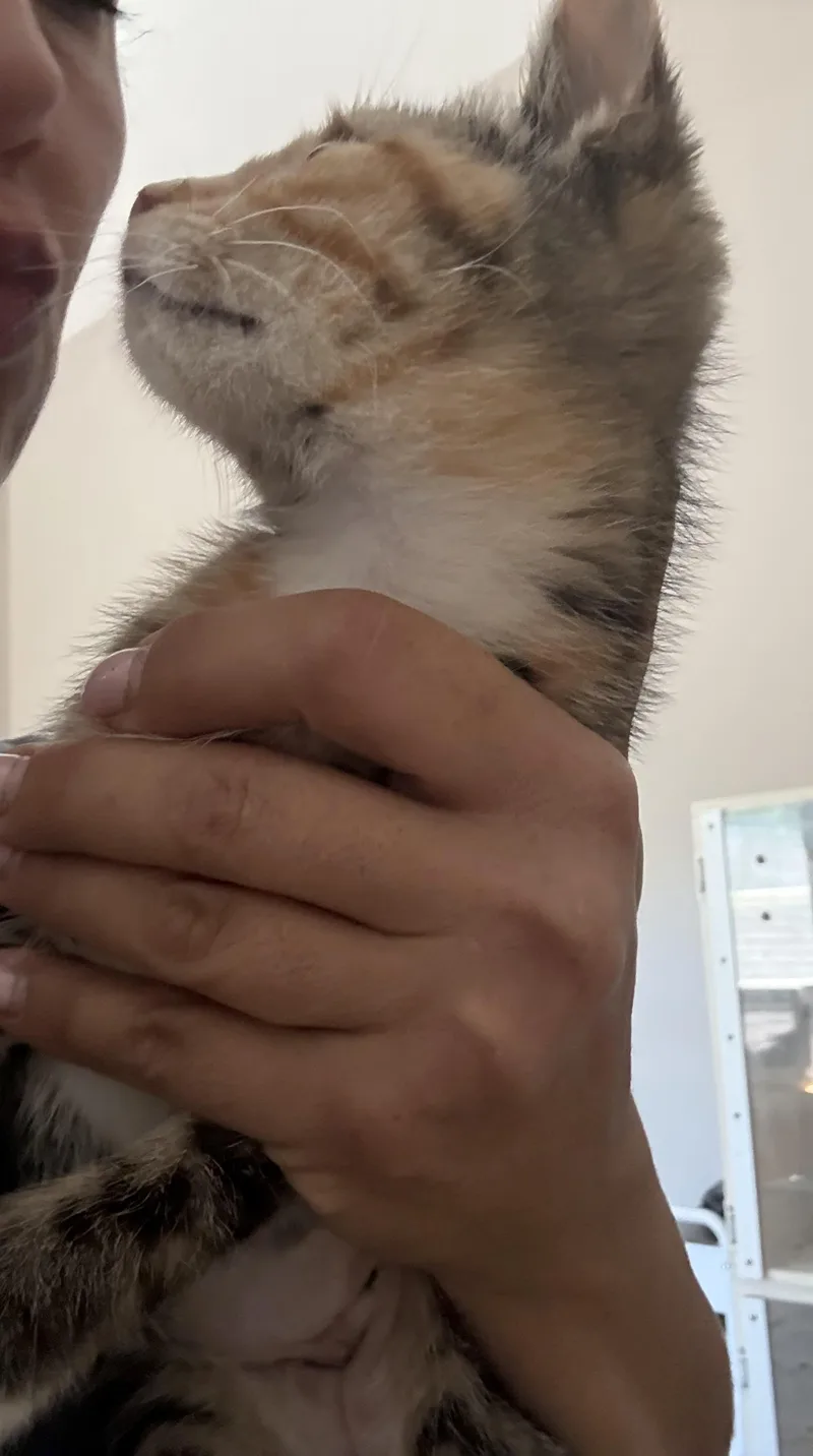 A baby small-sized female Calico cat named Olivia for adoption in Old Bridge, NJ